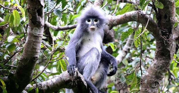 new-species-monkey-popa-langur-full-width-jpg-thumb-1160-1160.jpg 