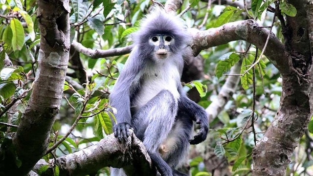 new-species-monkey-popa-langur-full-width-jpg-thumb-1160-1160.jpg 