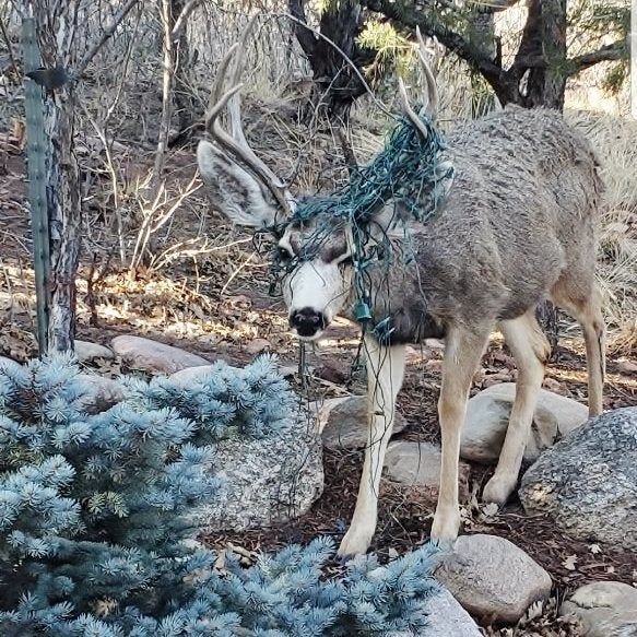 Buck Gets Tangled In Sports Net, Colorado Parks And Wildlife Warns Of ...
