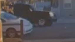 Arvada dog hit and run 2 (APD) 