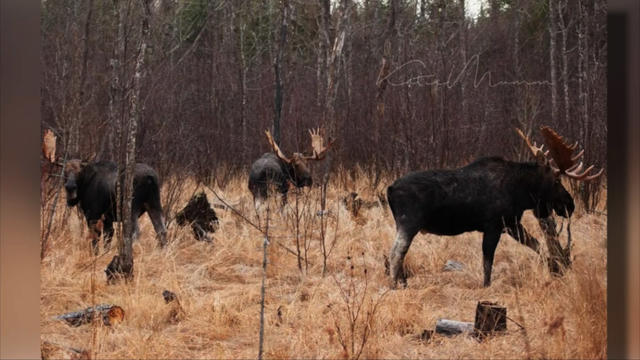 3-Bull-Moose-In-Northern-Minnesota.jpg 