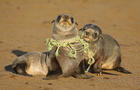 Seal Pup choking on Fishing line 