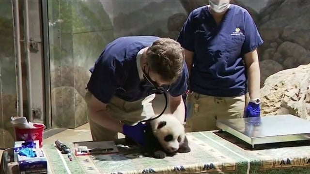 smithsonian-national-zoo-giant-panda-cub.jpg 