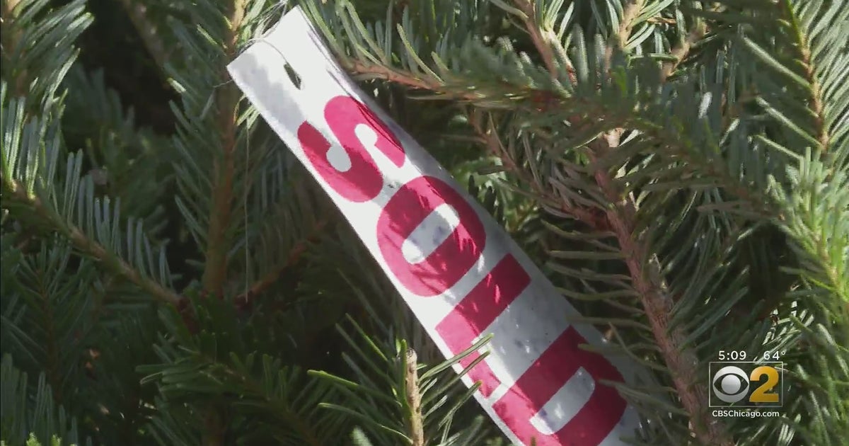 COVID19 Pandemic Blues Has People Buying Christmas Trees Early In 2020