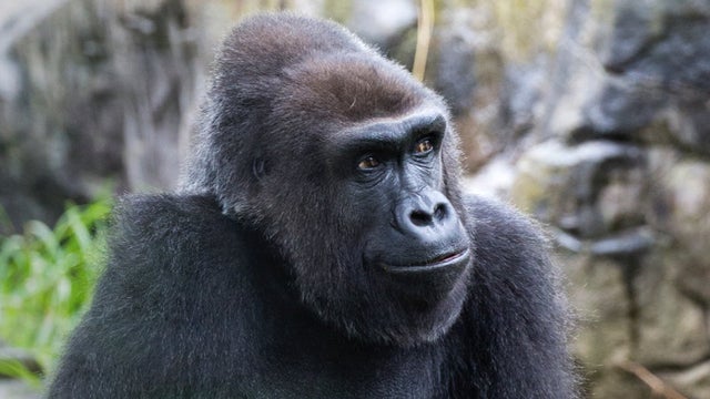 Zura-the-gorilla-SF-Zoo.jpg 