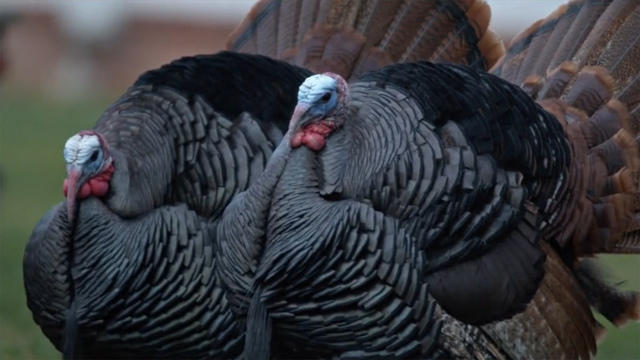 wildturkeys1920-593540-640x360.jpg 