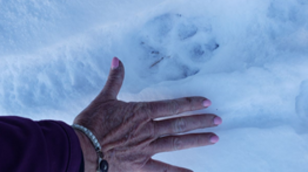 Gray Wolf Update 2 (a wolf track in the snow, taken Nov 12, 2020, in Moffat County, credit Defenders of Wildlife) 