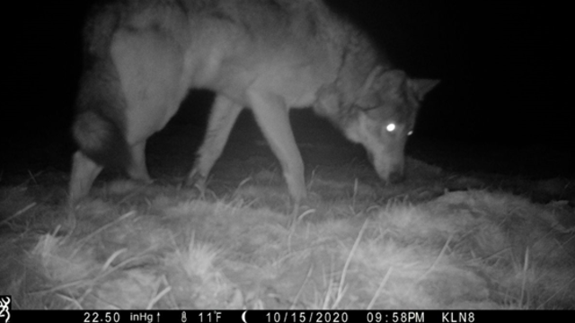Gray-Wolf-Update-1-Image-of-wolf-from-a-game-camera-taken-Oct-15-2020-in-Moffat-County-credit-Defenders-of-Wildlife.png 