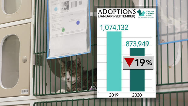 adoptions-graphic-620.jpg 