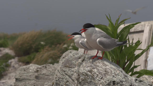 terns1920-597761-640x360.jpg 