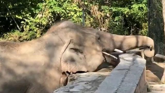 cbsn-fusion-worlds-loneliest-elephant-arrives-to-new-home-thumbnail-598192-640x360.jpg 
