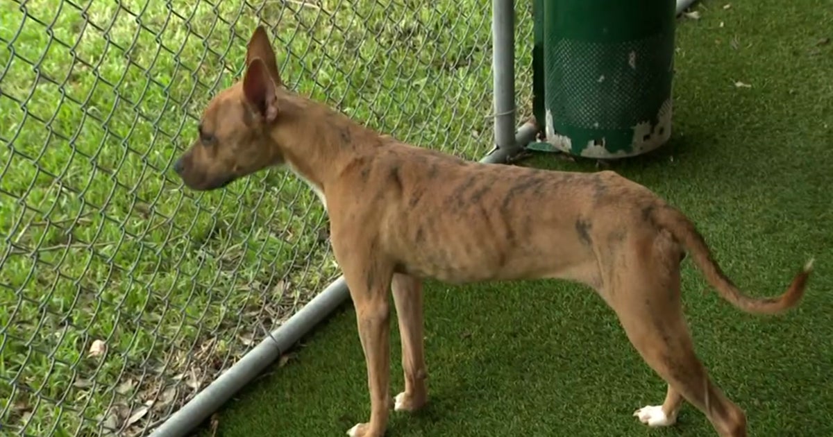 Emaciated And Near Death, 3 Abandoned Dogs Found In Cutler Bay Home, 1 ...