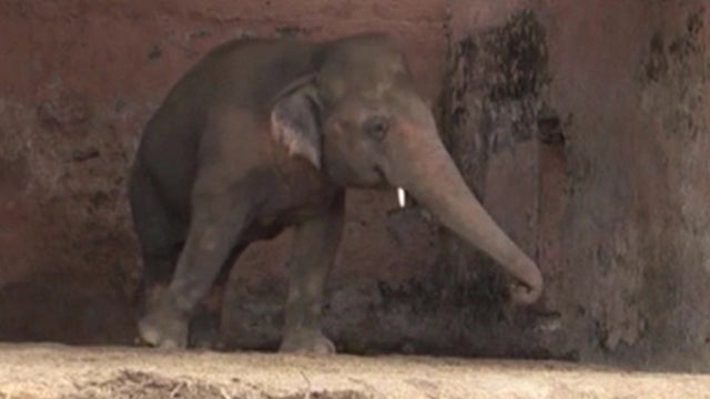 Kaavan.jpg 
