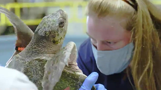 turtle-rescue-national-aquarium.jpg 