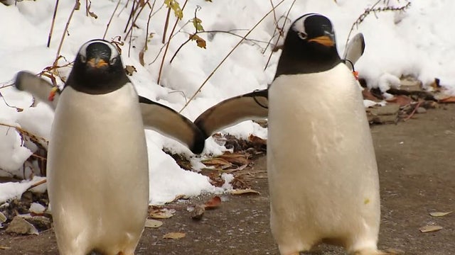 pittsburgh-zoo-penguins.jpg 
