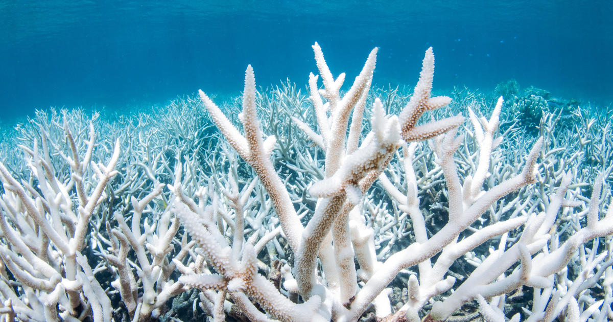 Mass coral bleaching discovered in Florida Keys because of to ocean’s unparalleled higher temperatures