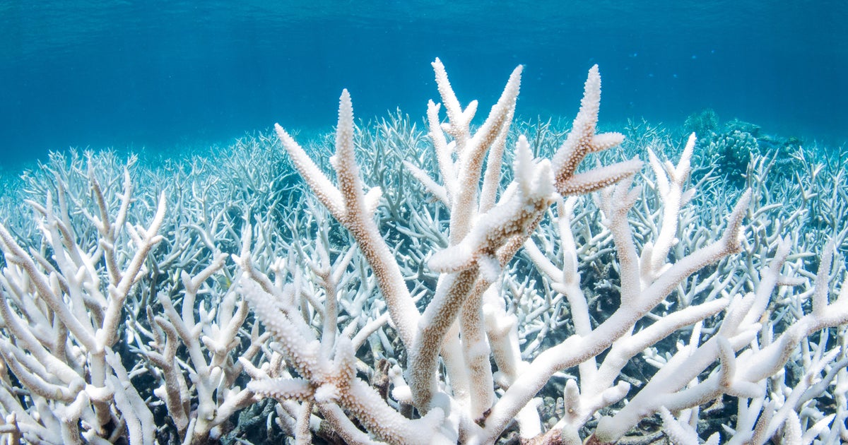 Mass coral bleaching discovered in Florida Keys because of to ocean’s unparalleled higher temperatures Mass coral bleaching discovered in Florida Keys because of to ocean’s unparalleled higher temperatures