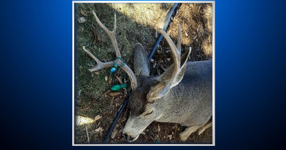 Colorado Parks And Wildlife Officers Help Deer Tangled In Holiday ...