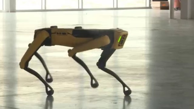 smartdog.jpg 
