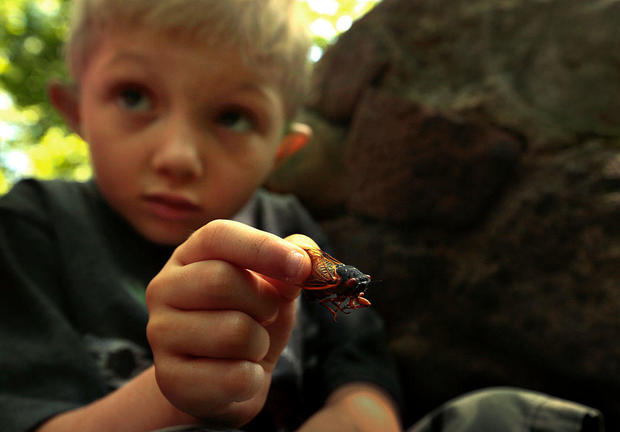 Six-year-old Aren Kempf, of Staten Island, holds a dead cicada bug he collected and plans to take h 