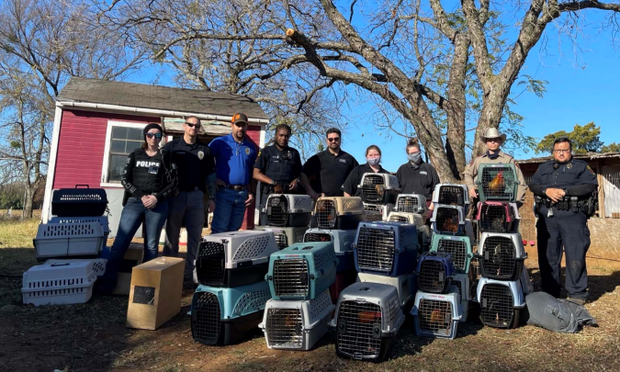 Cockfighting operation busted