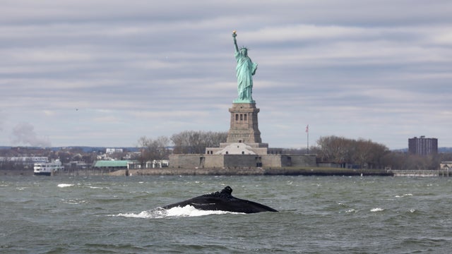 Humpback whale in New York Harbor ready for closeup at Statue of Liberty 