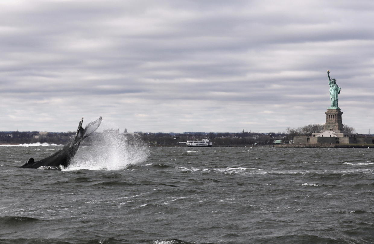 Stunning images show humpback whale swimming close to the Statue of