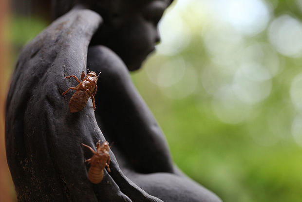 Cicada shells on a statue 
