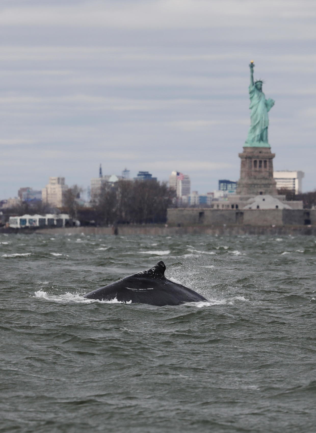 Stunning images show humpback whale swimming close to the Statue of