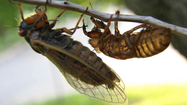 Brood X cicadas, seen in 2004. 