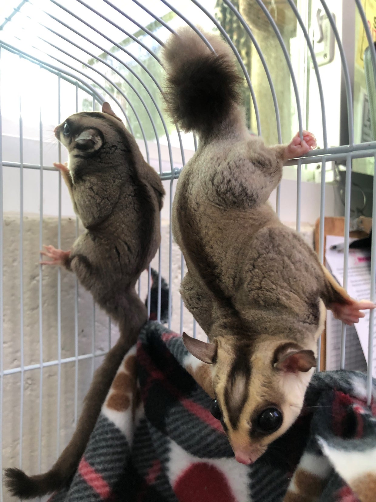 Dozens Of Exotic Sugar Gliders Up For Adoption With MSPCA; 'Can Make