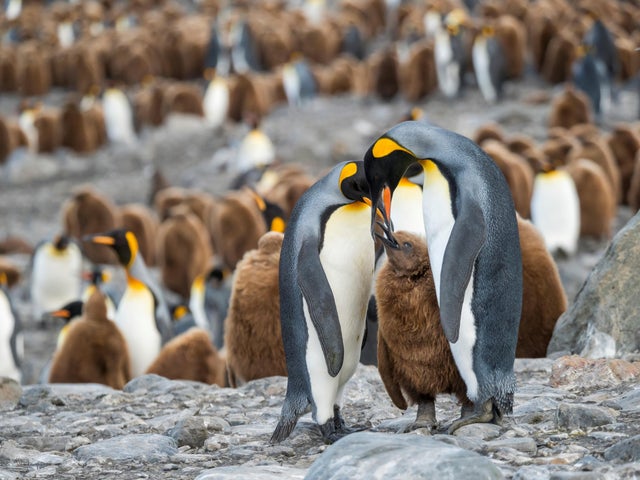 King Penguin Aptenodytes patagonicus on the island of South Georgia the rookery in St Andrews Bay Feeding behaviour Antarctica Subantarctica South Georgia 