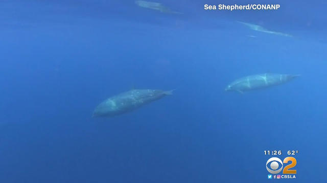 new-beaked-whale.jpg 