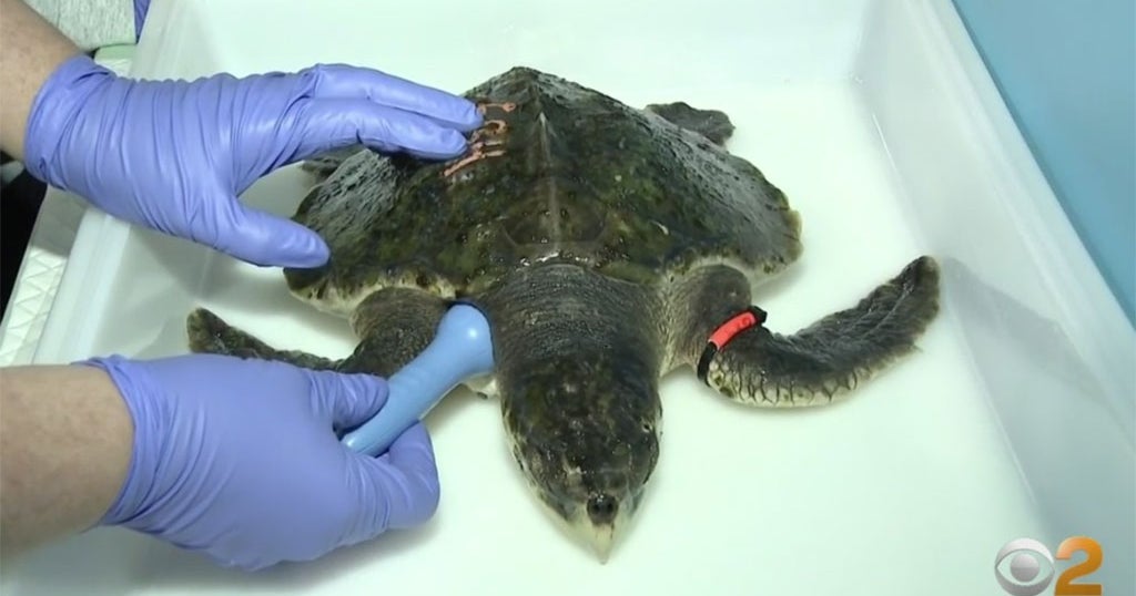 Marine Rescuers On Long Island Join National Effort To Save Endangered