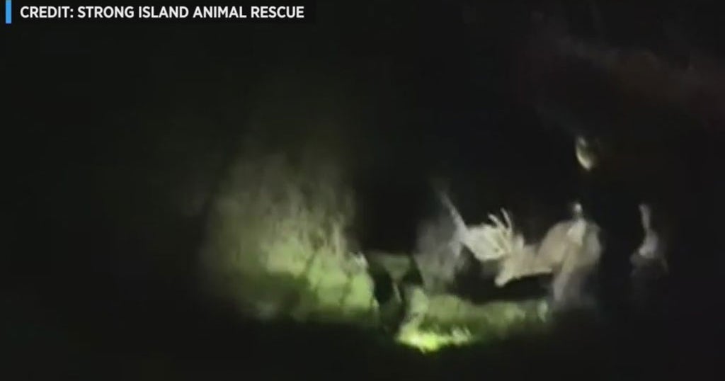 Buck Rescued After Getting Tangled In Net On Long Island - CBS New York