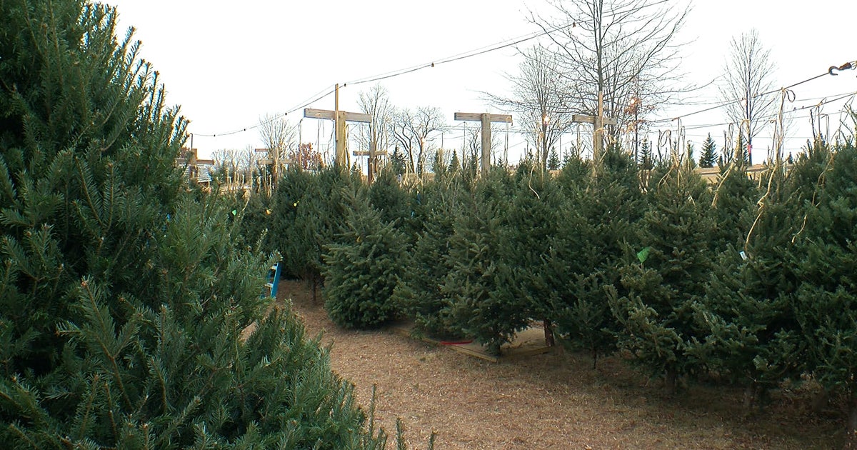 Christmas Tree Lots See Record Sales, Selling Out Across Twin Cities