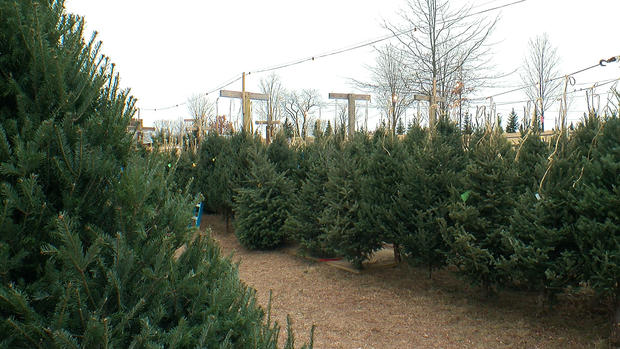 Christmas Tree Farm 