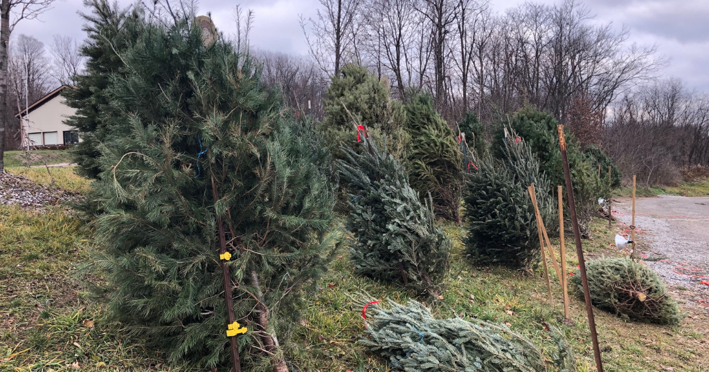 Freedom Farms Giving Away Christmas Trees To Healthcare Workers, First