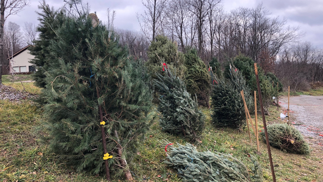 freedom-farms-christmas-trees.png 