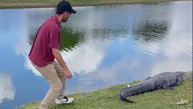 ALLIGATOR-GOLF-BALL-ON-TAIL.jpg 