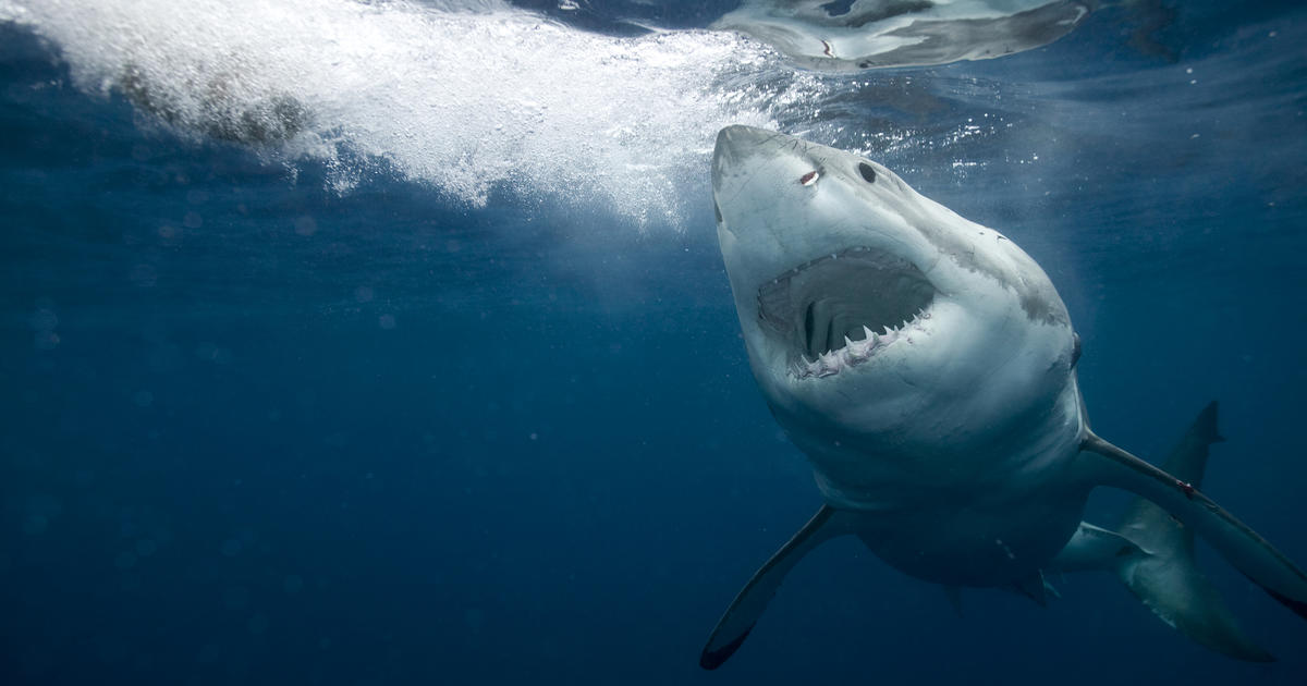 Wonderful white shark cruises by Essential West in the course of Spring Break