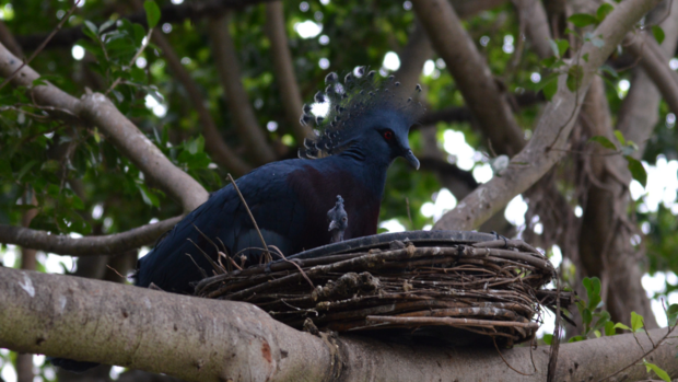 national aviary victorian crowned pigeon 