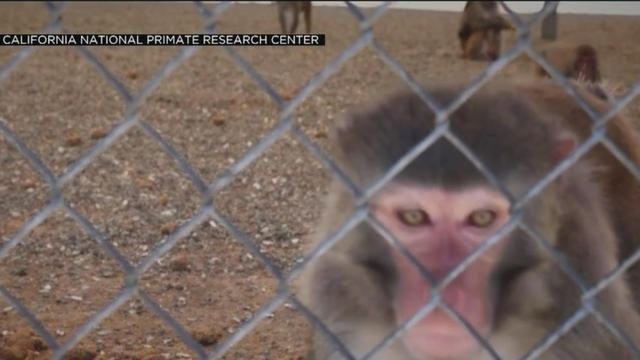 uc-davis-monkey.jpg 