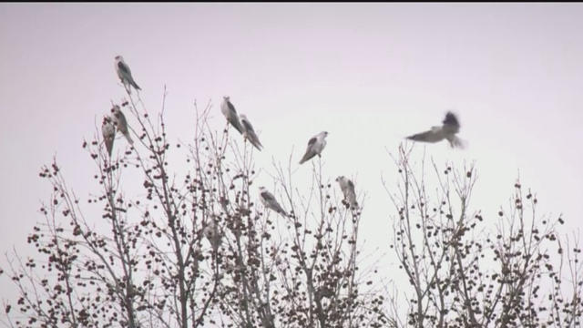 white-tailed-kites.jpg 