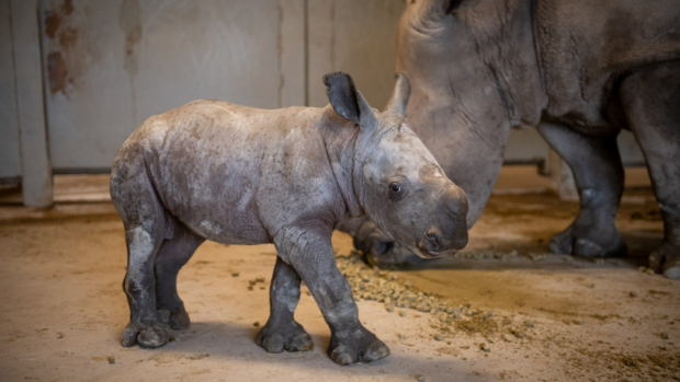 the-wilds-baby-rhino-1 