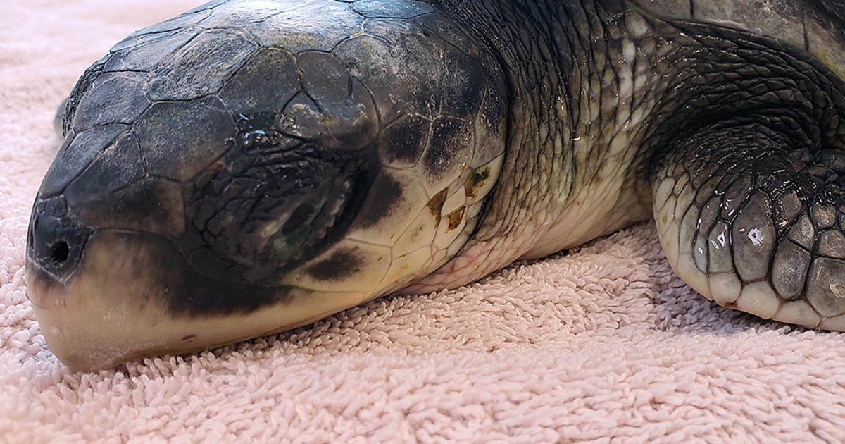 Kemp's Ridley Turtles Arrive At Mystic Aquarium For Rehabilitation ...