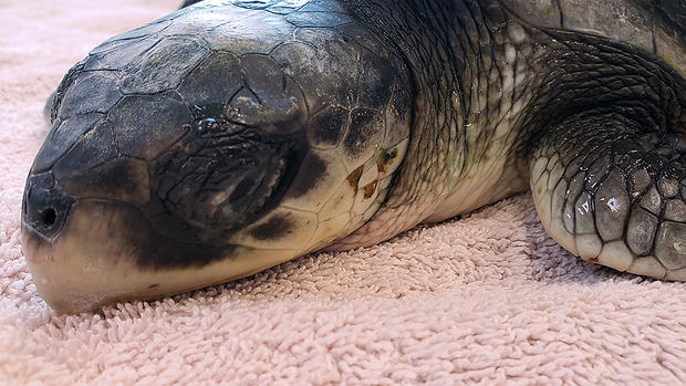 Cape Cod Sea Turtle rescue - Mystic Aquarium rehab clinic (3) 