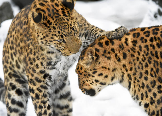 Brookfield Zoo: Sasha And Lisa The Amur Leopards 