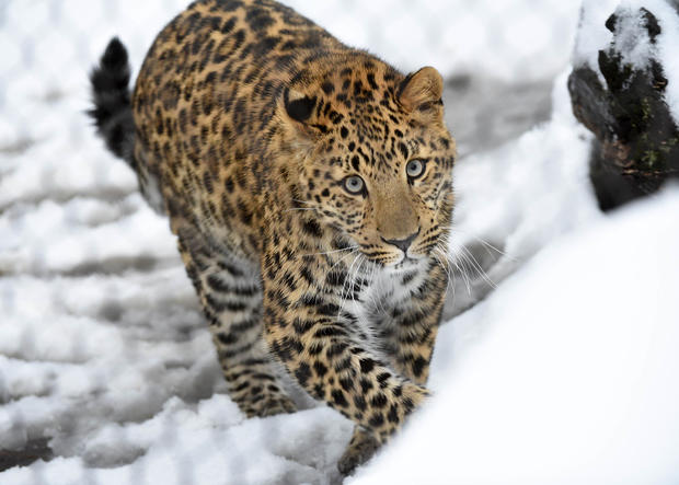 Brookfield Zoo: Sasha The Amur Leopard 