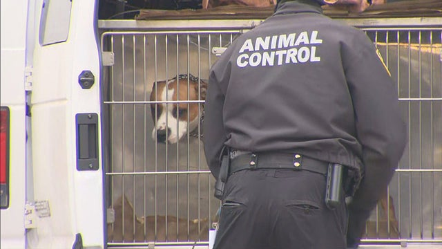 dorchester dog attack pit bull 